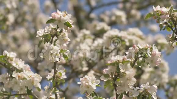 村里有俄罗斯花园的开花苹果树的枝条鸟声和热闹的村庄视频的预览图