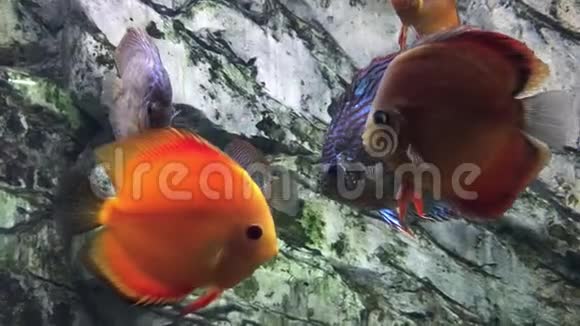 不同大小的盘鱼和溶媒在透明的水族馆淡水中游泳视频的预览图