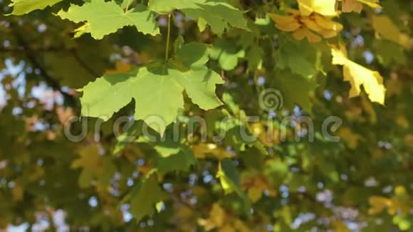 黄橙绿的枫叶挂在树上随风摇曳视频的预览图