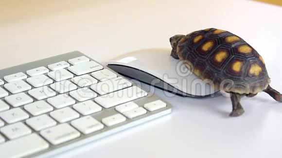 用键盘和无线鼠标在电脑上玩海龟慢互联网视频的预览图