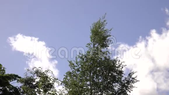 树梢在风中飘扬视频的预览图