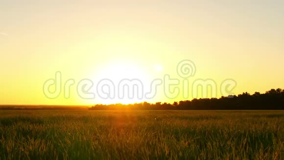 夕阳背景下田野上的青草田间的小麦胚芽种植和收获的概念视频的预览图