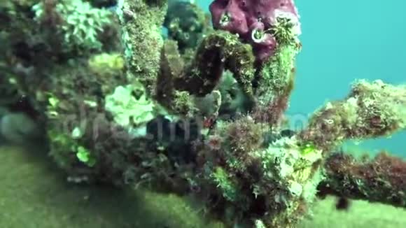 人工珊瑚中半棘海马半棘海马视频的预览图