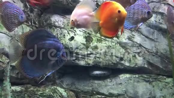 不同大小的盘鱼和溶媒在透明的水族馆淡水中游泳视频的预览图