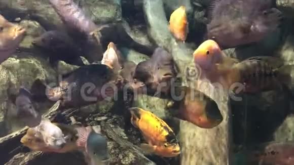 不同大小的鲤鱼在透明的水族馆淡水中游泳视频的预览图