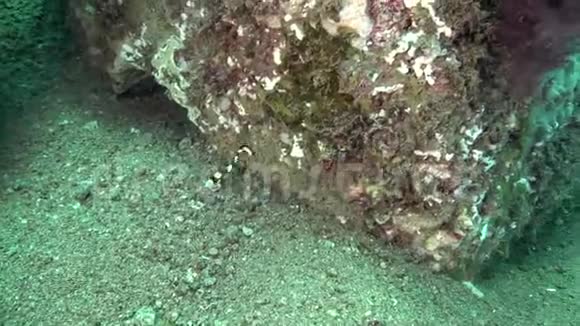 祖鲁海Dumaguete人工珊瑚中的幼东方甜唇PlectorhinchusVittatus视频的预览图