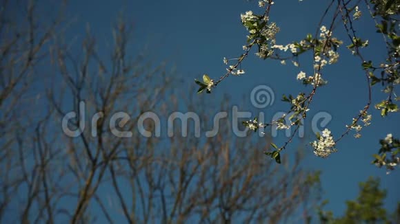 在蓝天的映衬下一棵树上开着一朵花视频的预览图