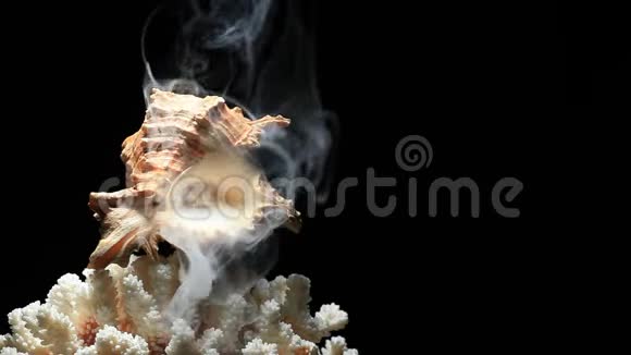 贝壳珊瑚烟雾暗背景无人高清镜头视频的预览图