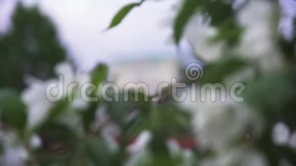 靠近树枝上的白色苹果花蕾库存录像春天城里开满了雪白的苹果树视频的预览图