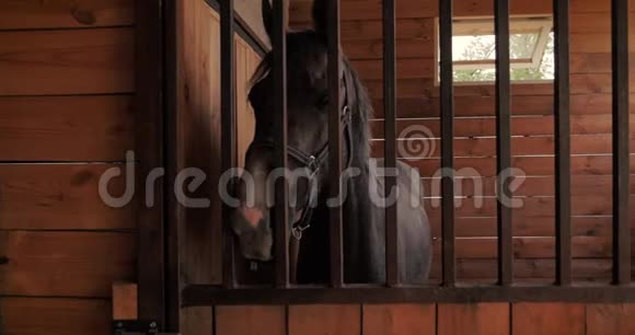 漂亮的纯种马在马厩里后面有一条金属条看着镜头动物护理的概念视频的预览图