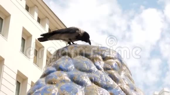 在炎热的夏日口渴的鸟乌鸦从喷泉里喝水视频的预览图