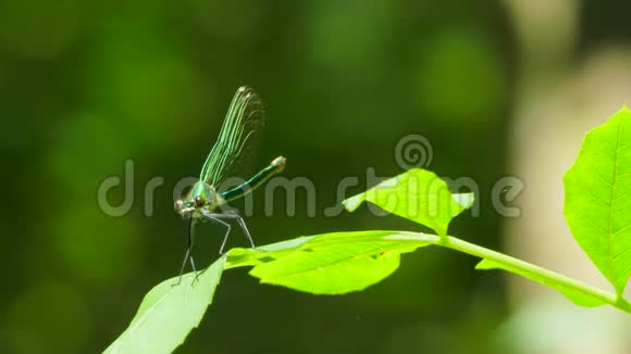 一只绿色的蜻蜓坐在叶子上视频的预览图