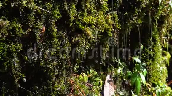 尼泊尔的苔藓湿山森林水滴掉落在喜马拉雅山探险视频的预览图