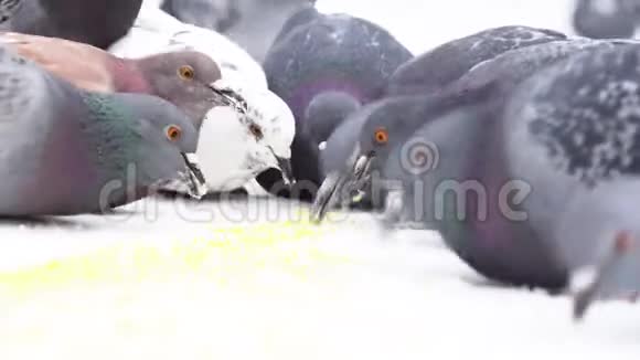 接近鸽子吃白色背景上的小黄粒媒体鸟啄谷子的鸟群视频的预览图