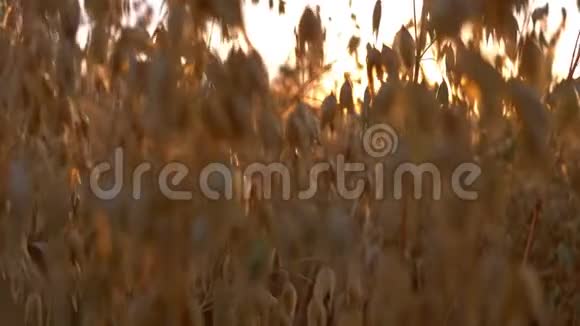 在夕阳下的田野里用金色的燕麦视频的预览图