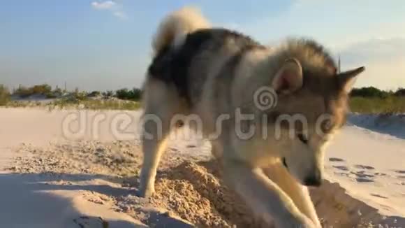 马拉穆特狗在沙子上挖洞视频的预览图