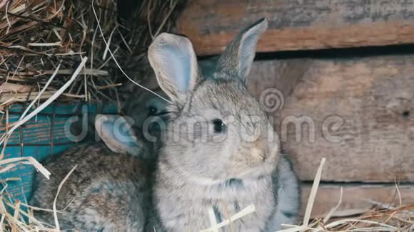 漂亮有趣的小兔子幼崽和他们的妈妈睡在农场的笼子里视频的预览图