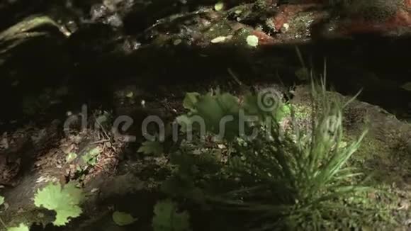 雨林中的山涧视频的预览图
