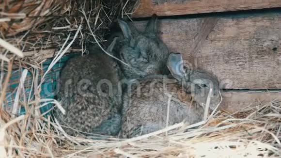 漂亮有趣的小兔子幼崽和他们的妈妈睡在农场的笼子里视频的预览图