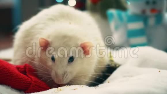白家鼠吃饼干视频的预览图