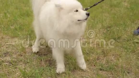 公园里的白狗哈士奇萨莫伊德的特写视频的预览图