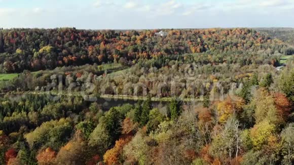 在秋天的一片美丽的森林里有着五颜六色的树木锡古尔达拉脱维亚视频的预览图