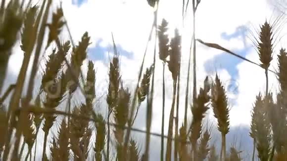 小麦的穗子从风中摇来摇去紧贴着蓝天缓慢地运动着谷物的收获运动视频的预览图