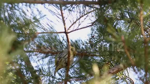 早春欧亚的尖刺欧洲的尖刺或普通的尖刺正坐在松枝上视频的预览图
