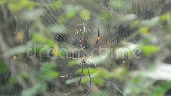 巴蒂克金蜘蛛在网上爬在森林里落下来给受害者视频的预览图