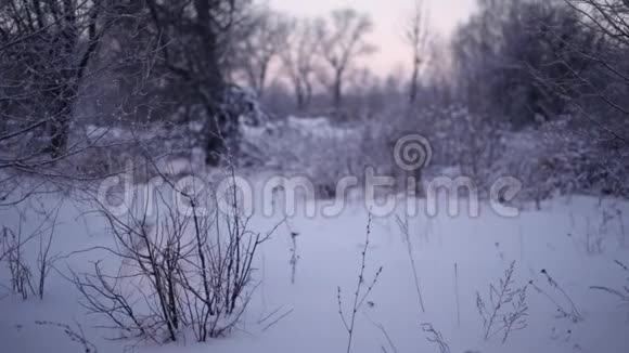 初冬的早晨寒冷的月亮视频的预览图
