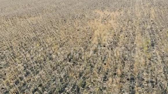 农田上的死植物俯视受损的作物概念视频的预览图