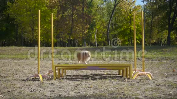 柯利犬在敏捷训练障碍处跳跃视频的预览图