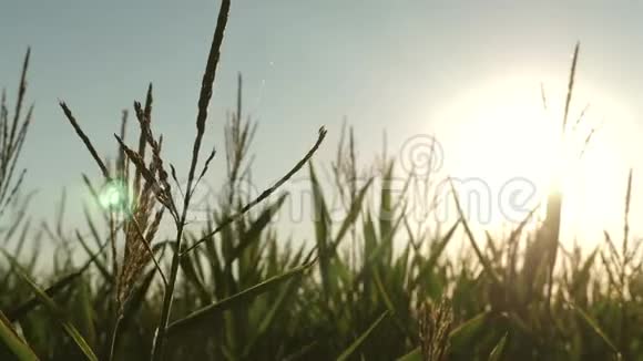 玉米在明亮的阳光下绽放夏天的绿色玉米田农业企业明亮的光线使玉米开花视频的预览图