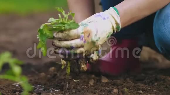 女手种植土番茄苗视频的预览图