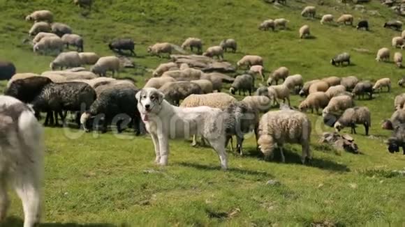 守护羊群的狗视频的预览图