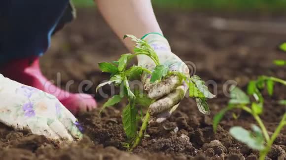 农民亲手种植土番茄苗视频的预览图