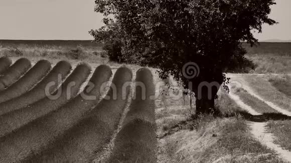 法国草田中央的一棵树视频的预览图