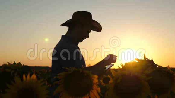 有平板电脑的剪影商人用向日葵检查他的田地农业商业的概念农夫走进来视频的预览图