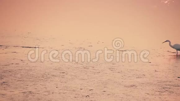 日落时分一只白鹭在泻湖的水面上行走视频的预览图