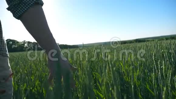 在夏天一位不可辨认的年轻男农走过麦田摸着绿色的麦穗视频的预览图