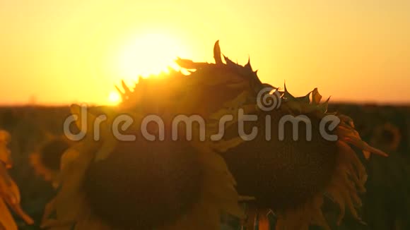 在美丽的夕阳的光芒中绽放着向日葵的田野特写镜头农业商业概念有机收获视频的预览图
