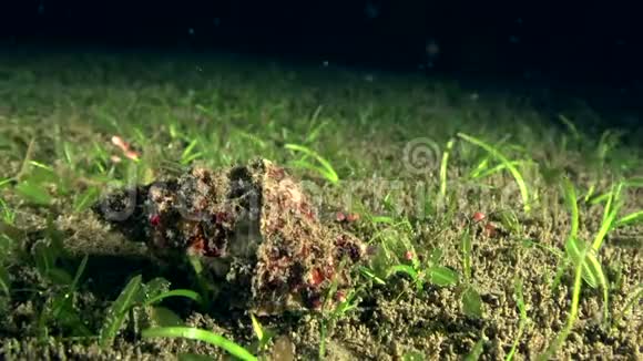 赤嘴蛙壳图图法卢贝塔在祖鲁海的沙滩上视频的预览图