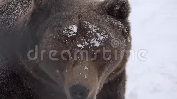 棕色的大熊看着吹着镜头白雪皑皑的大自然视频的预览图