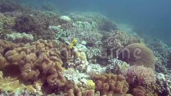 Apo岛珊瑚色中带黑点的蝴蝶鱼视频的预览图
