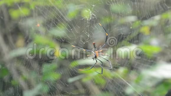 巴蒂克金蜘蛛包装受害者在森林网上喂养她的孩子视频的预览图
