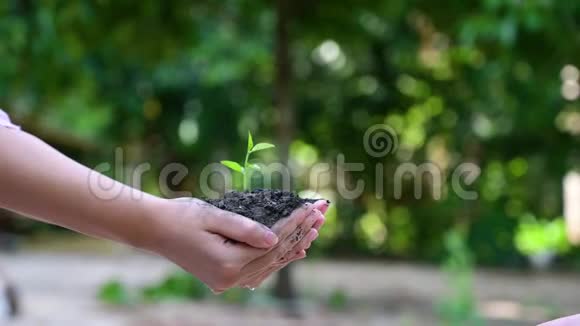 人们正在手中种植和浇水植物有树木有保护自然和环境的想法视频的预览图
