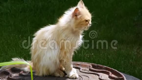 一只眼睛生病的猫转过头看着相机一只红猫在阳光下取暖视频的预览图