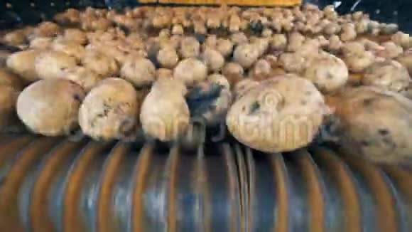 土豆正在一台工业机器里滚动农业耕作概念视频的预览图