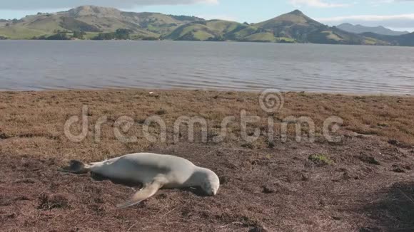 雌性新西兰海狮靠岸视频的预览图
