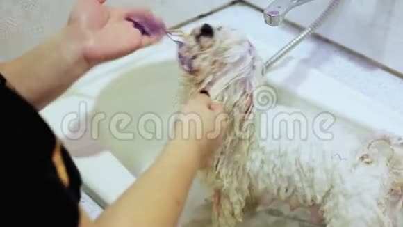 厕所里的狗洗衣服的狗Bichon视频的预览图
